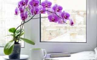 Простые пересадка и уход за орхидеей в домашних условиях