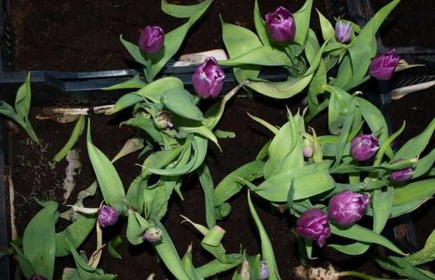 Основные болезни тюльпанов и способы их лечения с подробным описанием