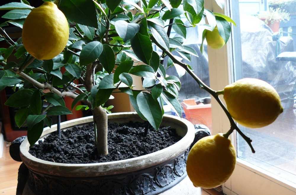 Дерево лимон (Citrus limon) является представителем рода Цитрус и частью семейства Рутовые Родом это растение из Индии, Китая и тропических тихоокеанских островов