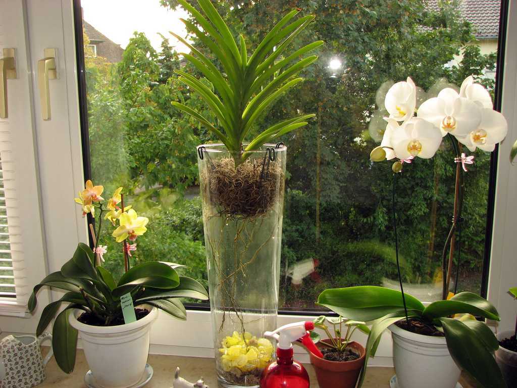 Удобрение для орхидей: подкормка для цветения в домашних условиях