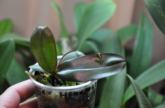 Выращивание орхидея сорта седирея: отзывы, фото, размножение