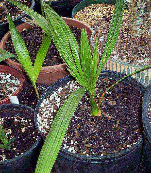 Финик из косточки в домашних условиях: выращивание и уход. как посадить и вырастить финиковую пальму