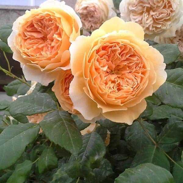 Роза английская шарлотта: особенности выращивания сорта на садовом участке | домсадовника