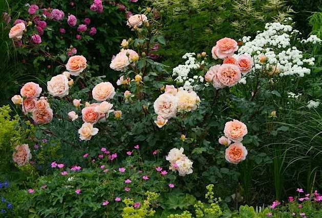 О розе абрахам дерби (abraham darby): описание сорта розы остина, выращивание