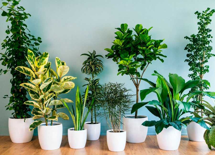 Топ 15 лучших комнатных растений. фото и описание