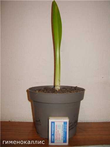 Гименокаллис фото, уход в домашних условиях за комнатным цветком, выращивание в горшке
