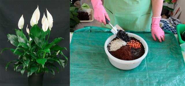 Чем подкормить спатифиллум в домашних условиях, чтобы цветок «женское счастье» обильно цвел, как применять готовые удобрения, борную кислоту, золу и иные средства?
