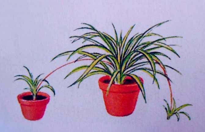 Уход за кактусами, в том числе и во время цветения: пересадка, размножение, полив