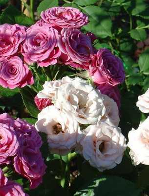 Плетистые розы: название сортов и правила обрезки