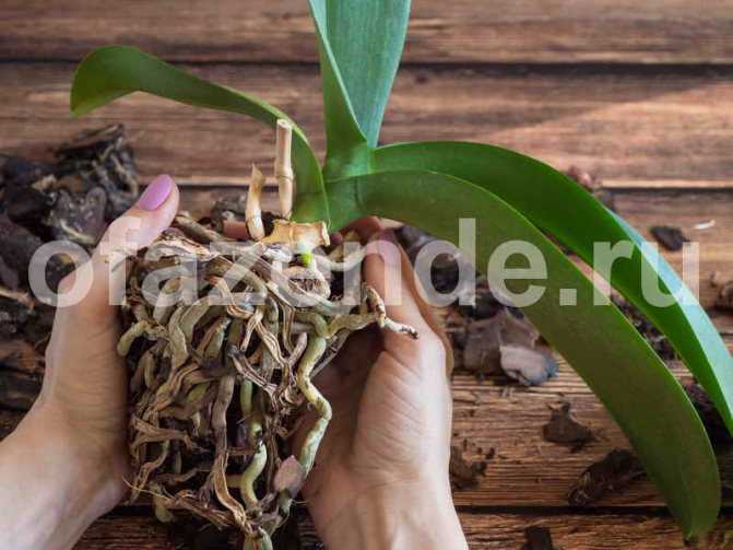 Советы, что делать, чтобы орхидея зацвела снова