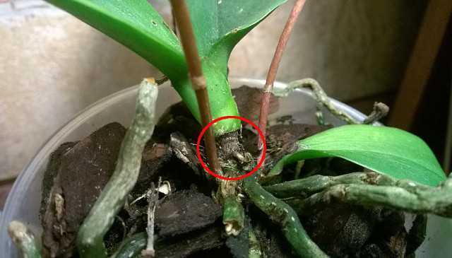 Как определить вредителя на орхидее? фото вредителей и способы борьбы с ними