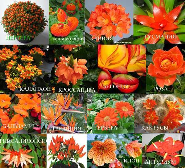Секреты выращивания декоративного подсолнуха. цветы похожие на подсолнухи название и фото