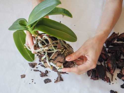Как пересадить орхидею – шаг за шагом