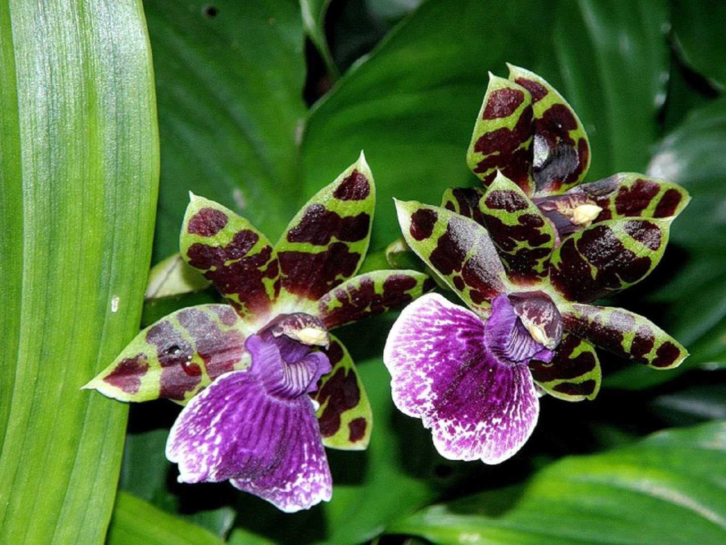 Зигопеталум — неприхотливая орхидея