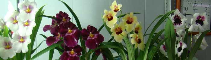 Выращивание орхидеи мильтония: размножение, пересадка, реанимация, цветение