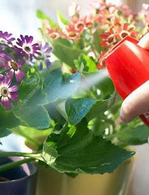 Как нужно ухаживать за кактусами весной - Проект "Цветочки" - для цветоводов начинающих и профессионалов