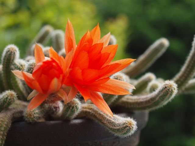 Цереус домашний - фото кактуса, уход, размножение растения, болезни