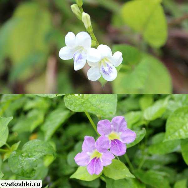 ᐉ цветок азистазия: посадка и уход, фото, выращивание в домашних условиях - roza-zanoza.ru