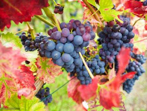 Обрезка винограда осенью: правила, схема для новичков