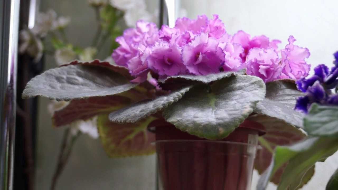 Уход за фиалками весной: как подготовить растение к цветению?