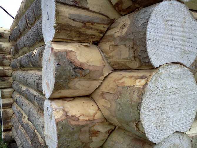 Осина обыкновенная: свойства, применение древесины
