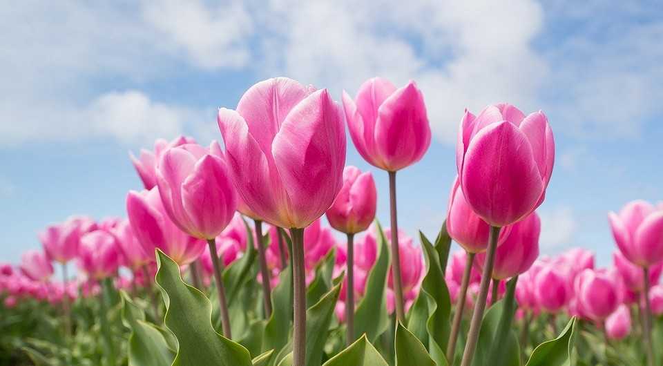 Луковицы тюльпанов: особенности посадки и хранения