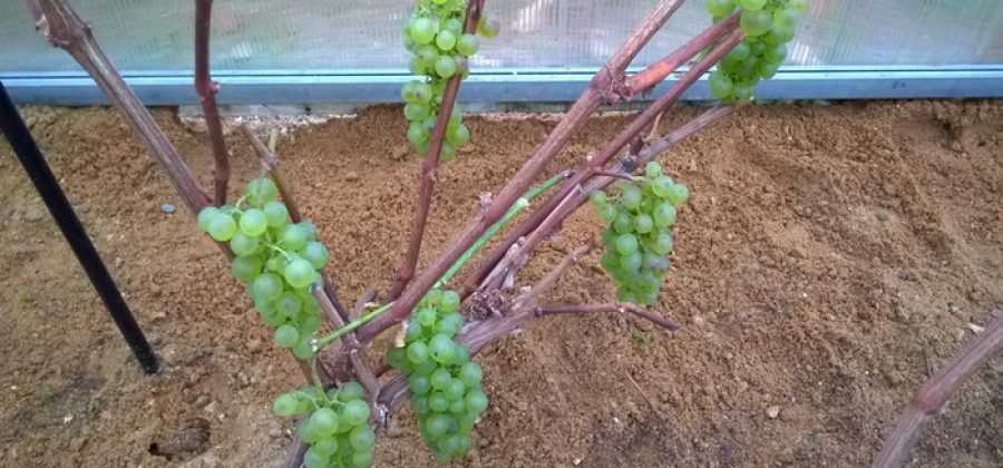 Обрезка винограда осенью для начинающих в картинках и с видео