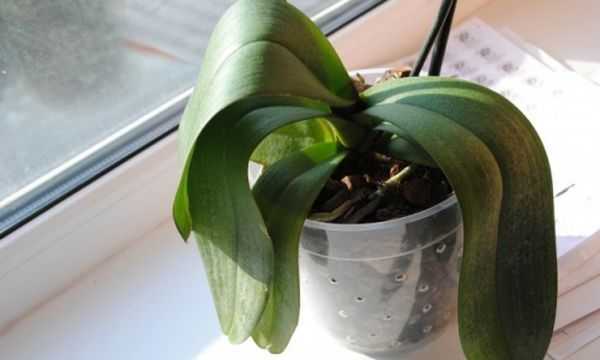 Как реанимировать орхидею? 26 фото как спасти цветок с вялыми листьями в домашних условиях? реанимация орхидеи без точки роста