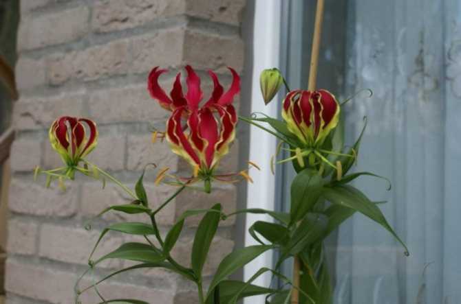 Цветок глориоза - фото, посадка, выращивание и уход за комнатным растением