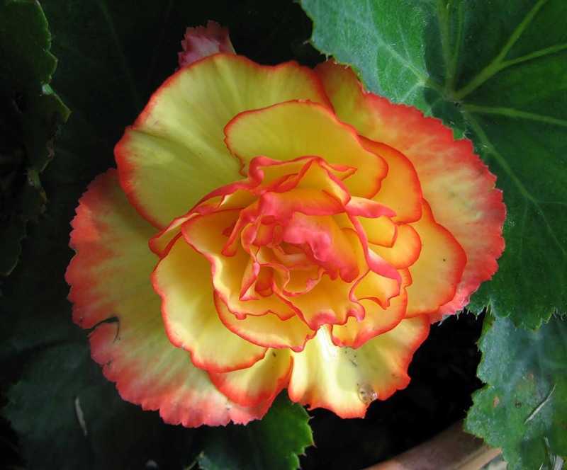 Эхеверия (85 фото): уход за «каменной розой» в домашних условиях, размножение цветка листом. как пересадить и поливать растение?
