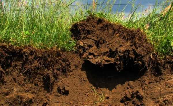 Защита сада огорода от муравьев, безопасные методы