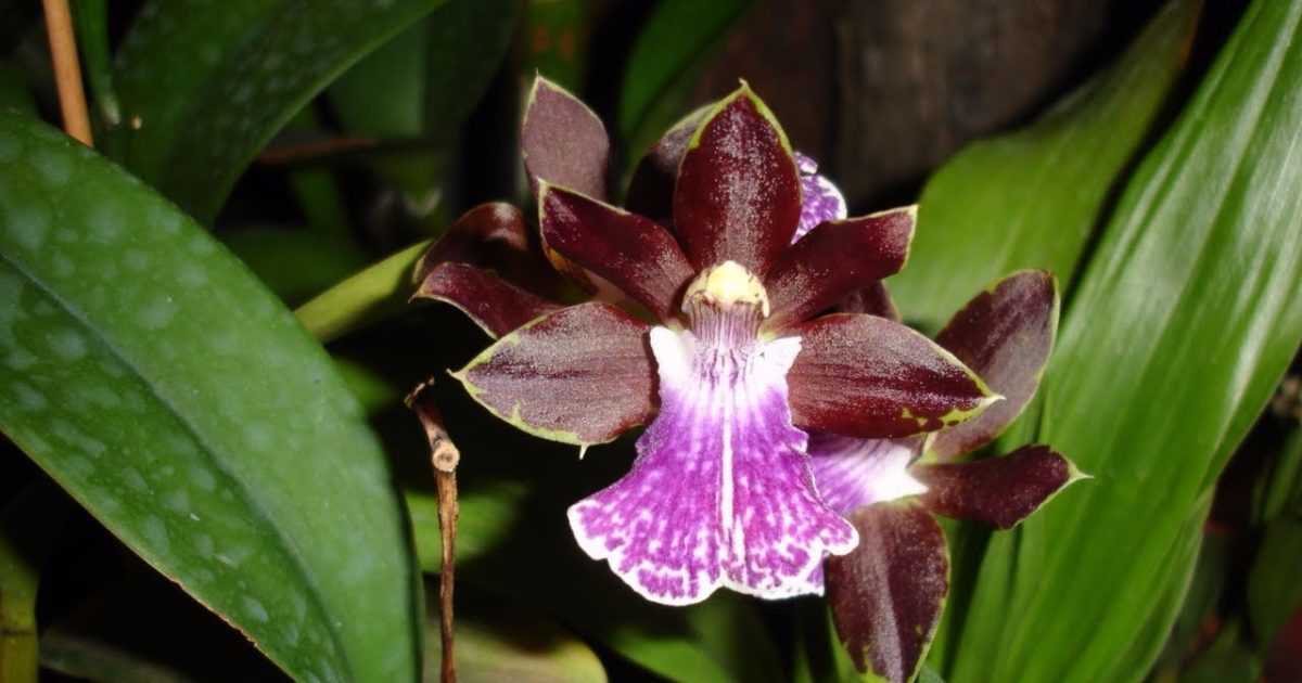 Все о домашнем уходе за орхидеей зигопеталум – полив, освещение, влажность, температура, размножение, пересадка, реанимация Мы поможем вам его приручить