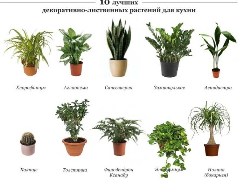 Профессии, связанные с растениями