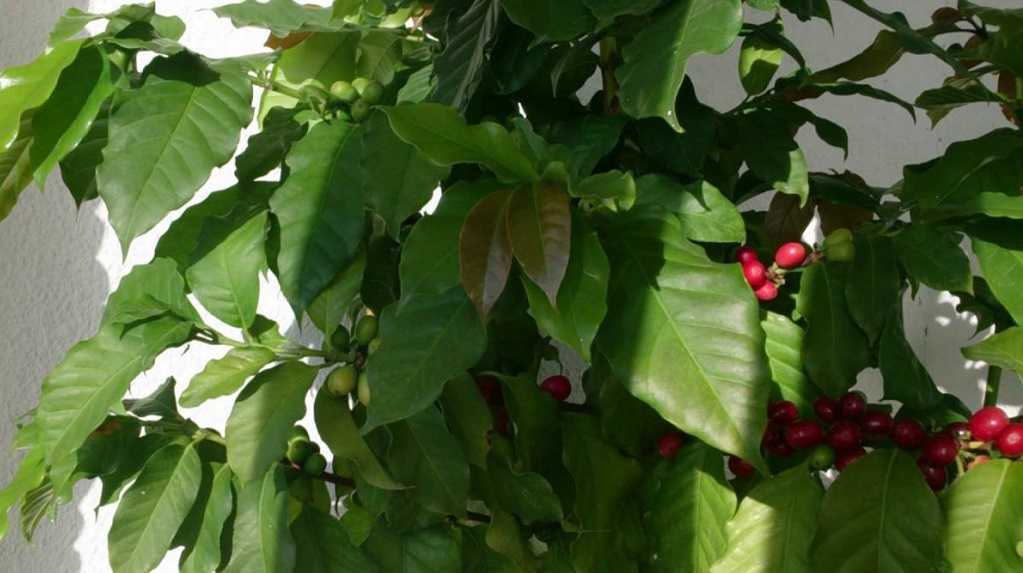 Декоративное растение нолина (бокарнея, бутылочное дерево): фото, уход в домашних условиях, пересадка, болезни и вредители