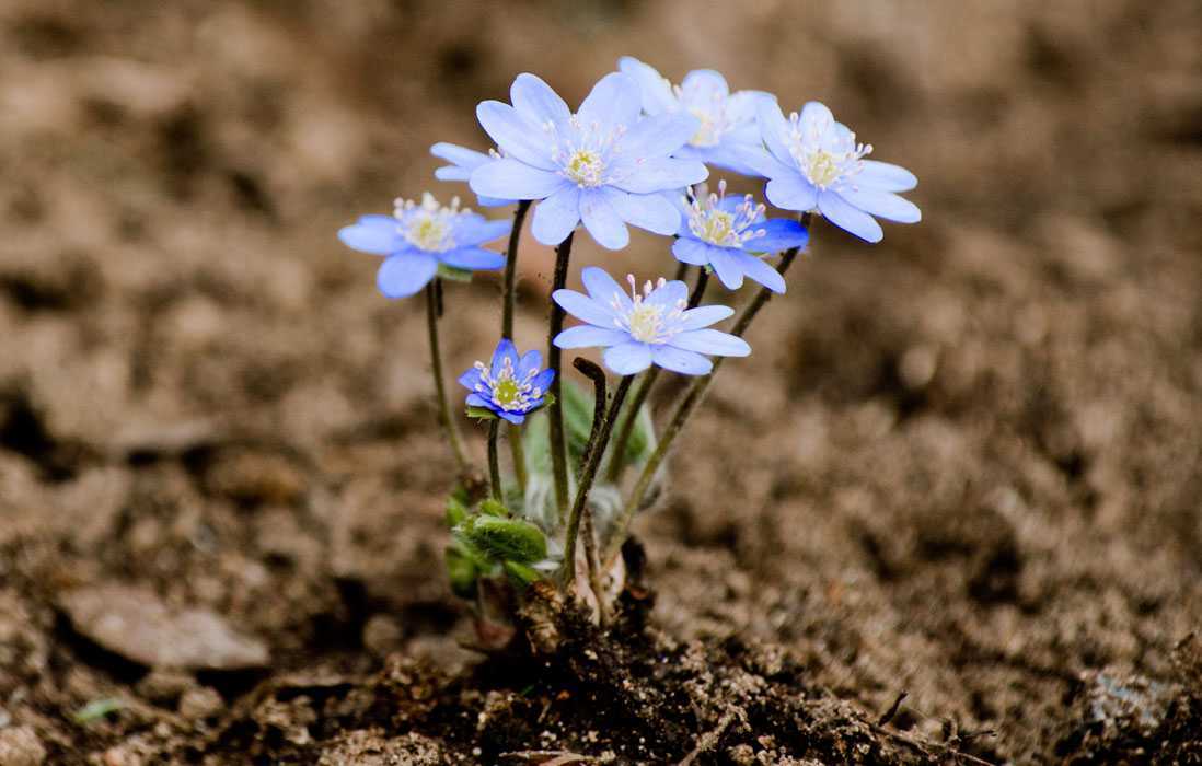 Печеночница, или перелеска — один из самых оригинальных цветков