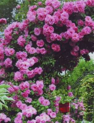 Сорта штамбовой розы: “семёрка” лучших сортов штамбовой розы | огородники