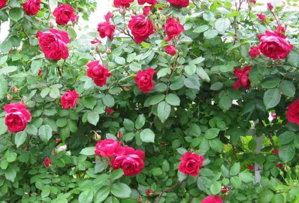 Роза мартин фробишер – благородная и изысканная. особенности и недостатки