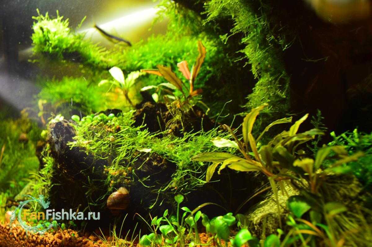 Яванский мох в аквариуме