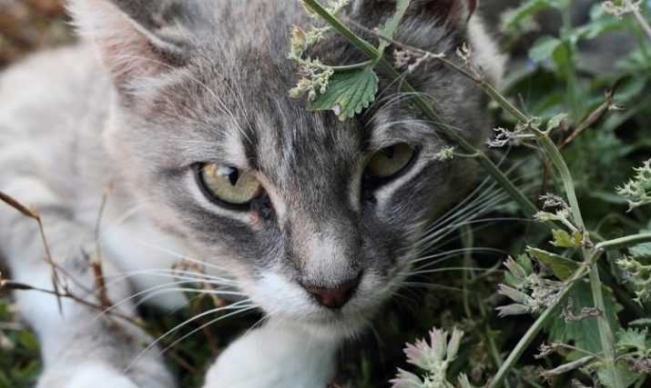 Котовник: посадка и уход в открытом грунте, фото, размножение и болезни