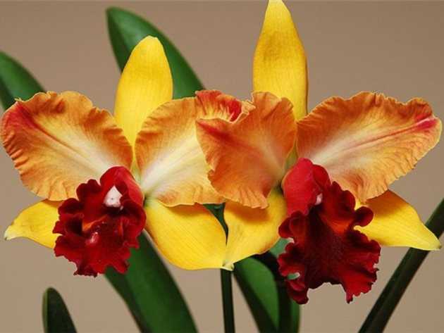 Орхидея каттлея: описание, виды и секреты выращивания