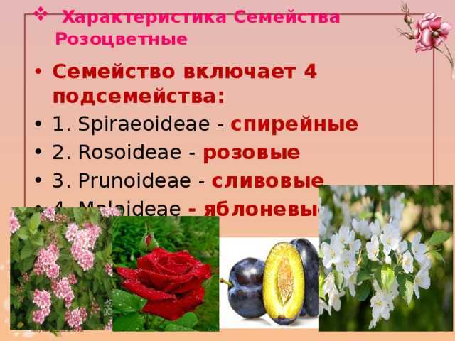 Красная черемуха - особенности выращивания, полезные свойства и применение