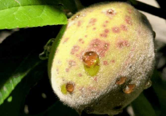Как выглядит персик: как растет и цветет персиковое дерево, фото