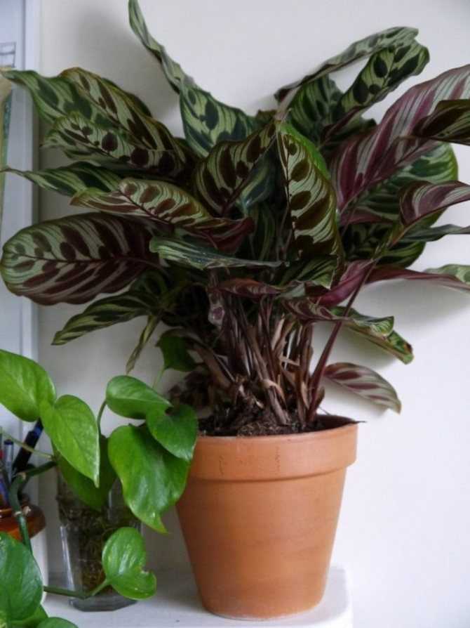 Марантовые комнатные растения: разновидности и уход