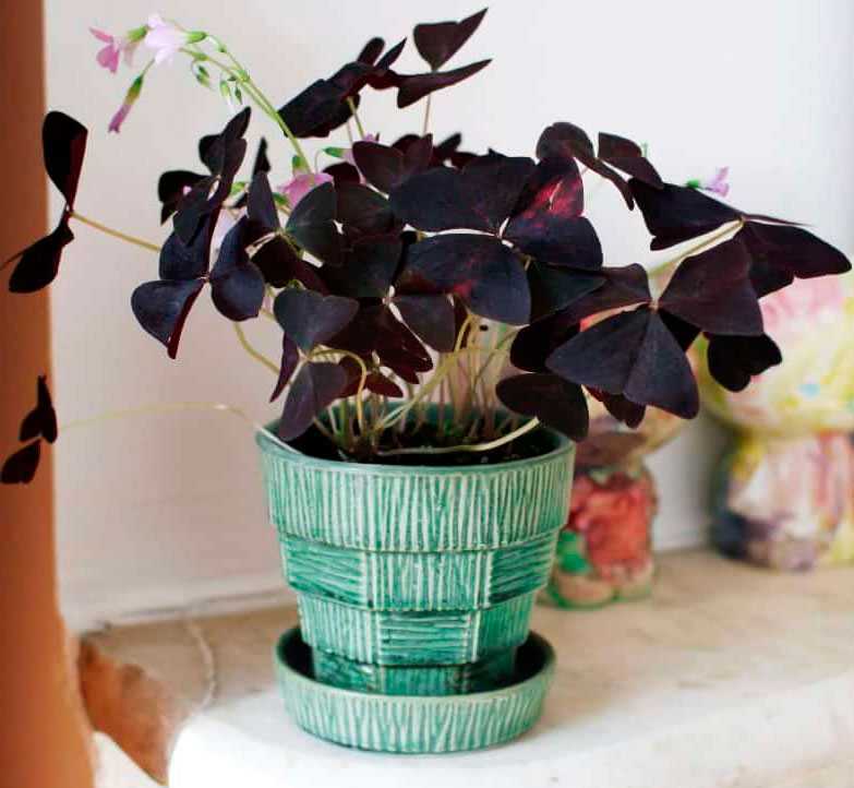 Растение кислица: уход в домашних условиях и фото