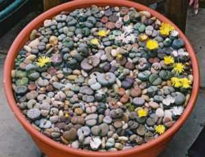 Литопсы – живые камни. уход в домашних условиях. выращивание литопсов, пересадка и размножение. фото