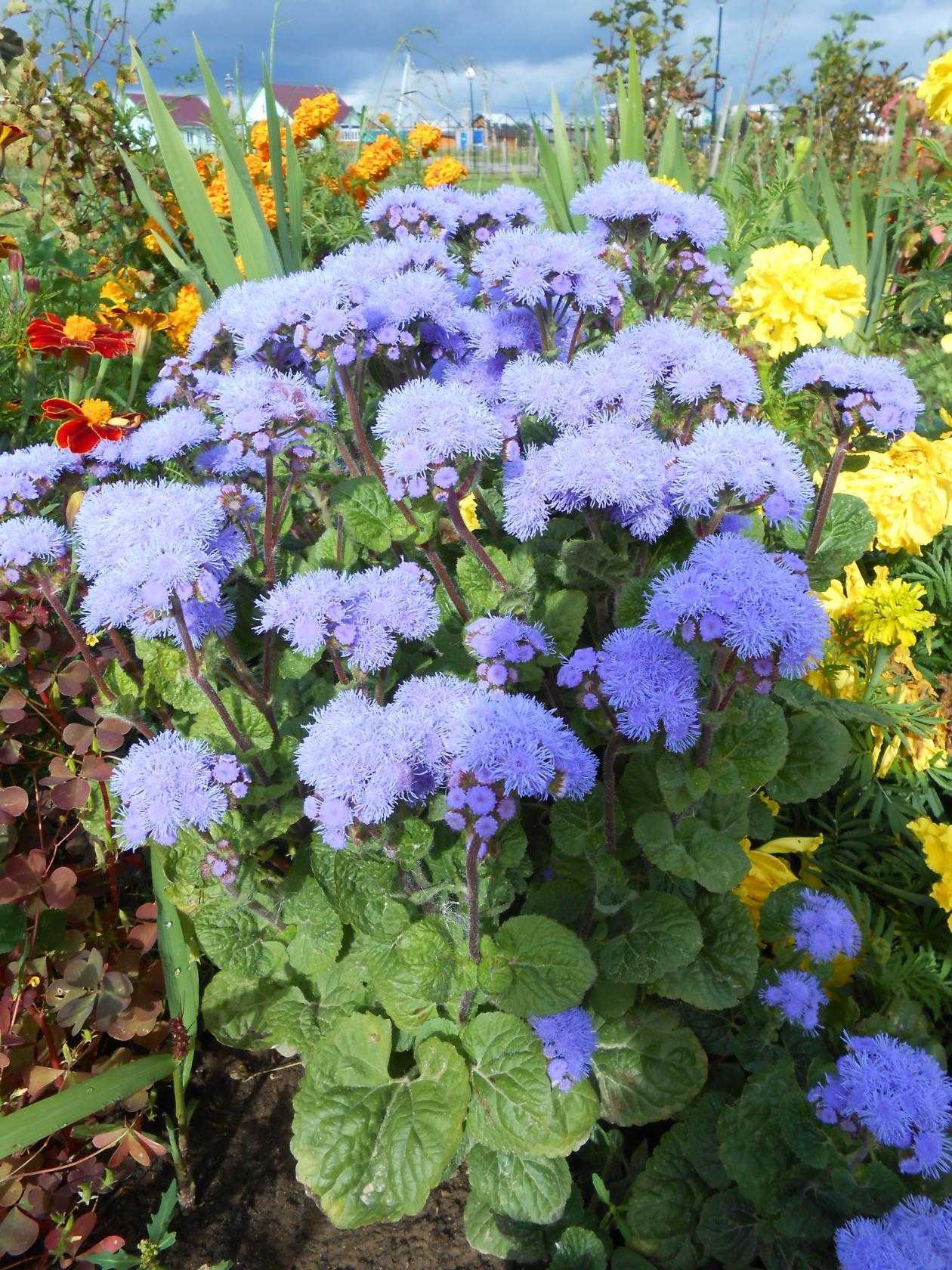 Цветы агератум: выращивание, описание и посадка