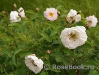Роза Тереза Багнет – сорт канадской селекции, обладающий повышенной морозоустойчивостью Во время цветения высокорослый куст с прямостоячими побегами обильно