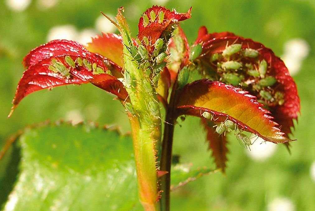 Печеночница - фото цветка, посадка и уход, описание растения, размножение - выращивание из семян