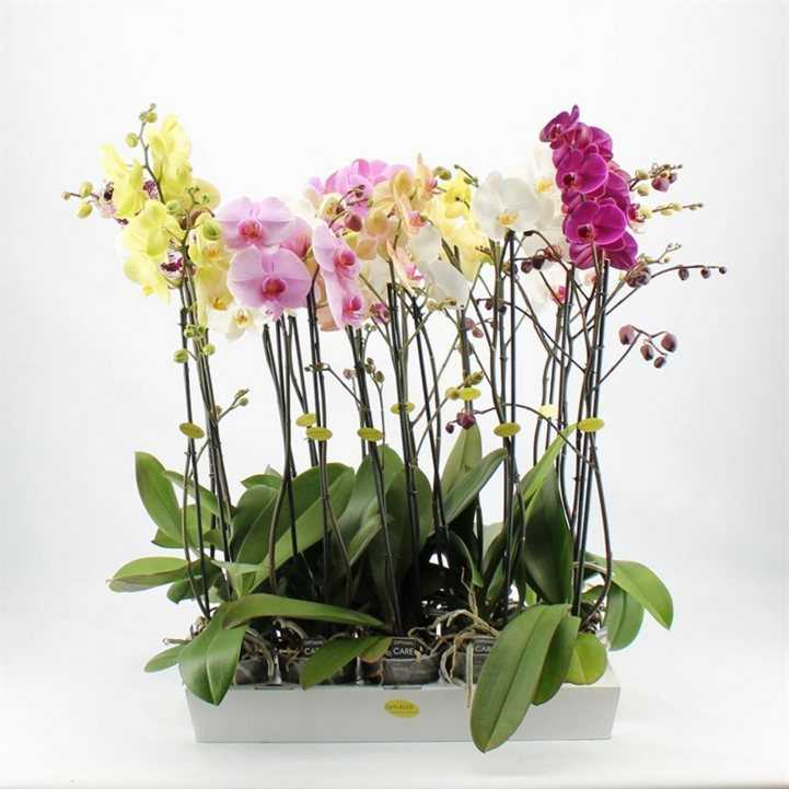 Мильтония (miltonia) – домашняя орхидея