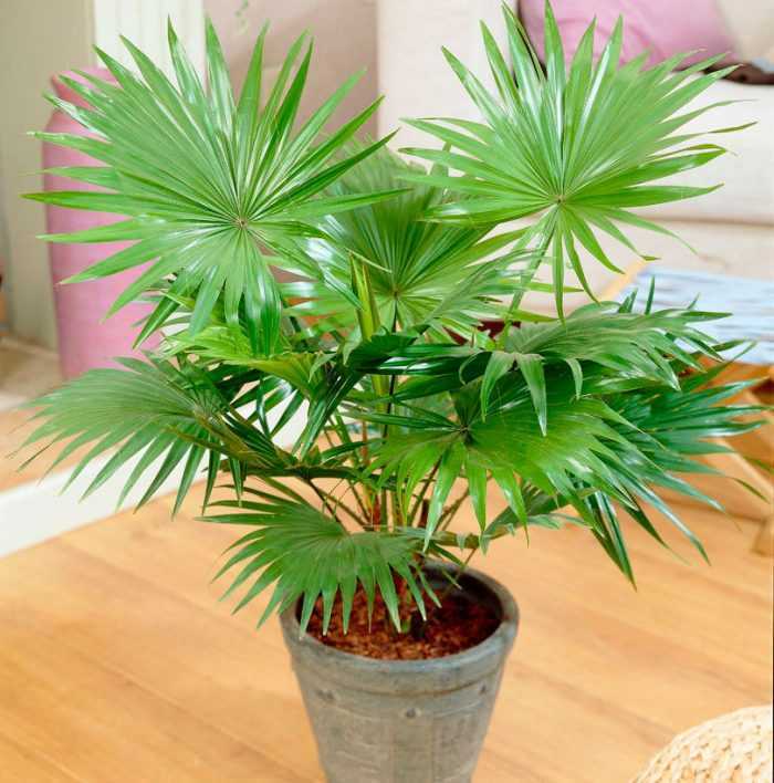 Многолетнее растение ливистона (Livistona) является частью семейства Пальмовые Эти растения в природе встречаются на территории Океании, Юго-Восточной Азии, Австралии и Африки